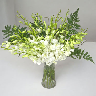 White Dendrobium Orchid Arrangement